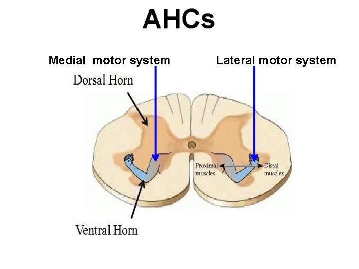 AHCs Medial motor system Lateral motor system 