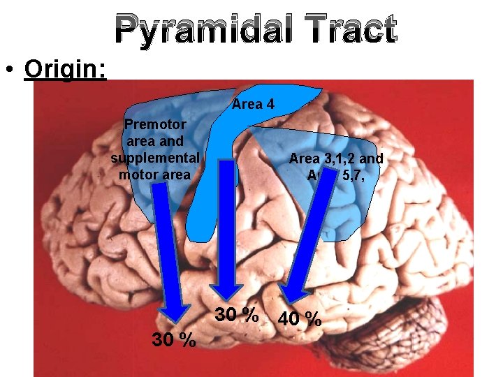 Pyramidal Tract • Origin: Area 4 Premotor area and supplemental motor area 30 %