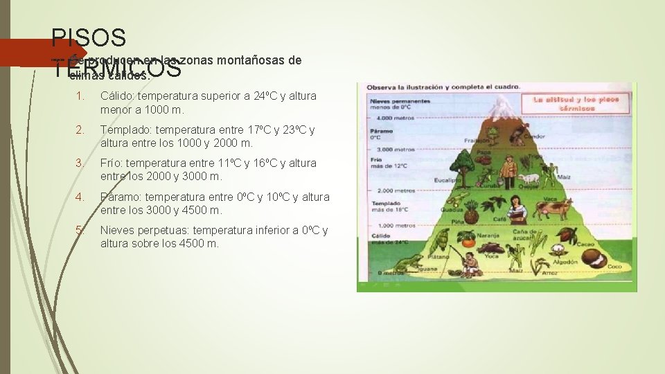 PISOS Se producen en las zonas montañosas de TÉRMICOS climas cálidos. 1. Cálido: temperatura