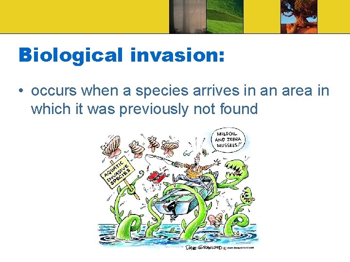 Biological invasion: • occurs when a species arrives in an area in which it