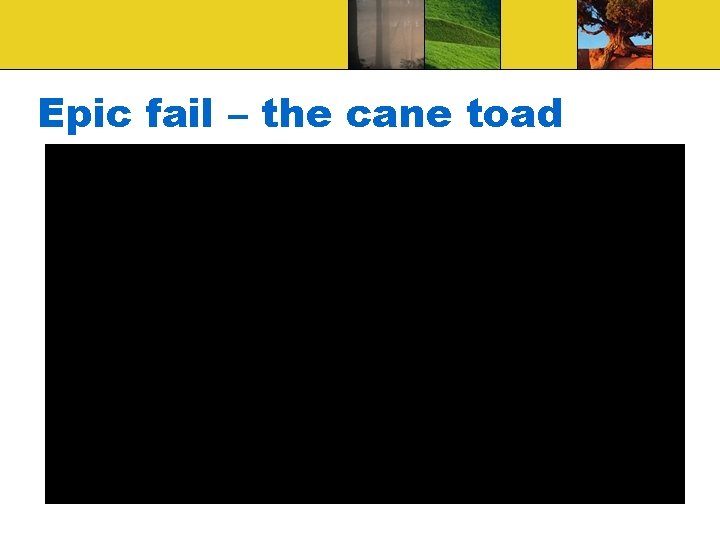 Epic fail – the cane toad 