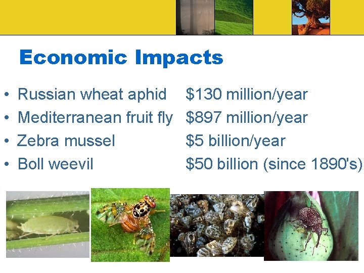 Economic Impacts • • Russian wheat aphid Mediterranean fruit fly Zebra mussel Boll weevil