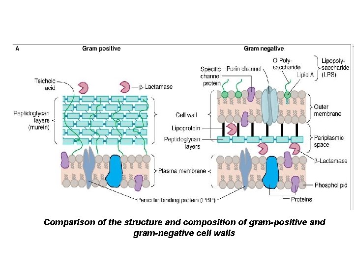 Comparison of the structure and composition of gram-positive and gram-negative cell walls 