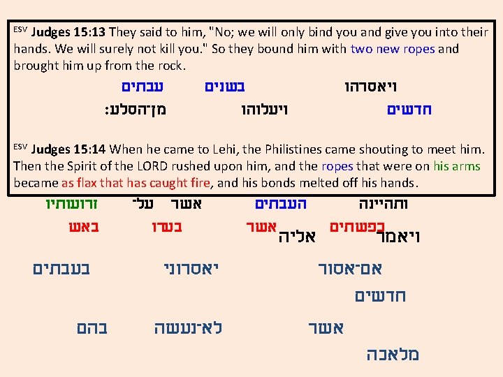 Judges 16: 10 -11 Judges 15: 13 They said to him, "No; we will