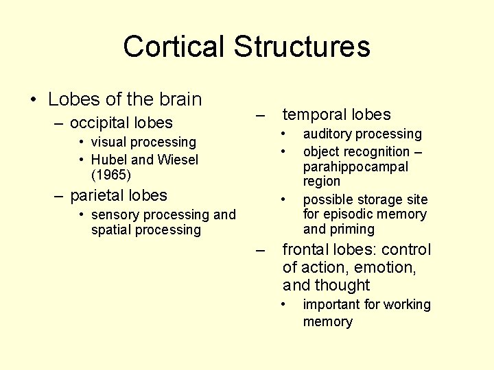 Cortical Structures • Lobes of the brain – occipital lobes – temporal lobes •