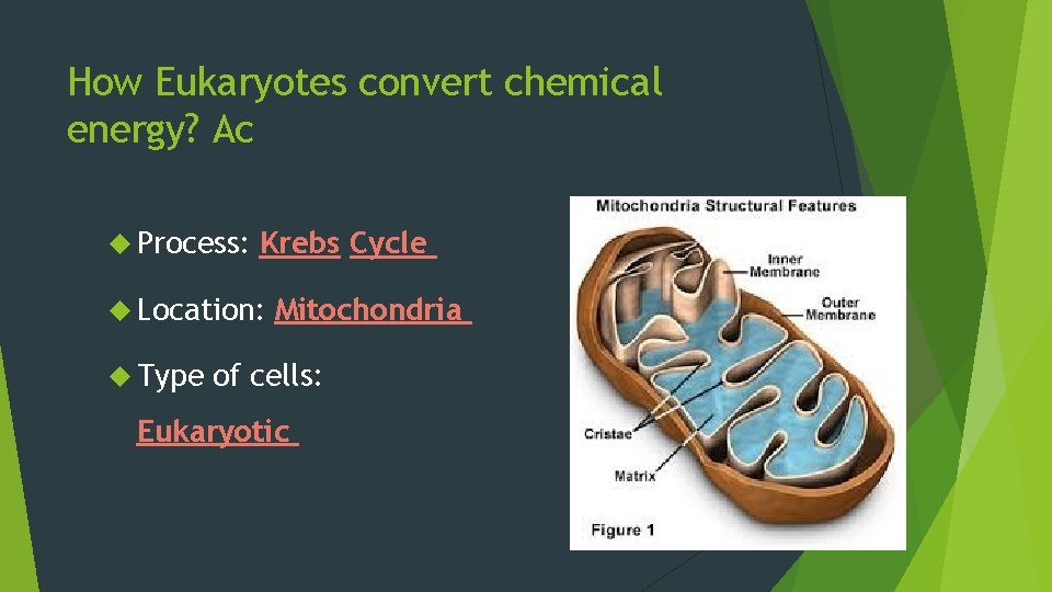 How Eukaryotes convert chemical energy? Ac Process: Krebs Cycle Location: Type Mitochondria of cells: