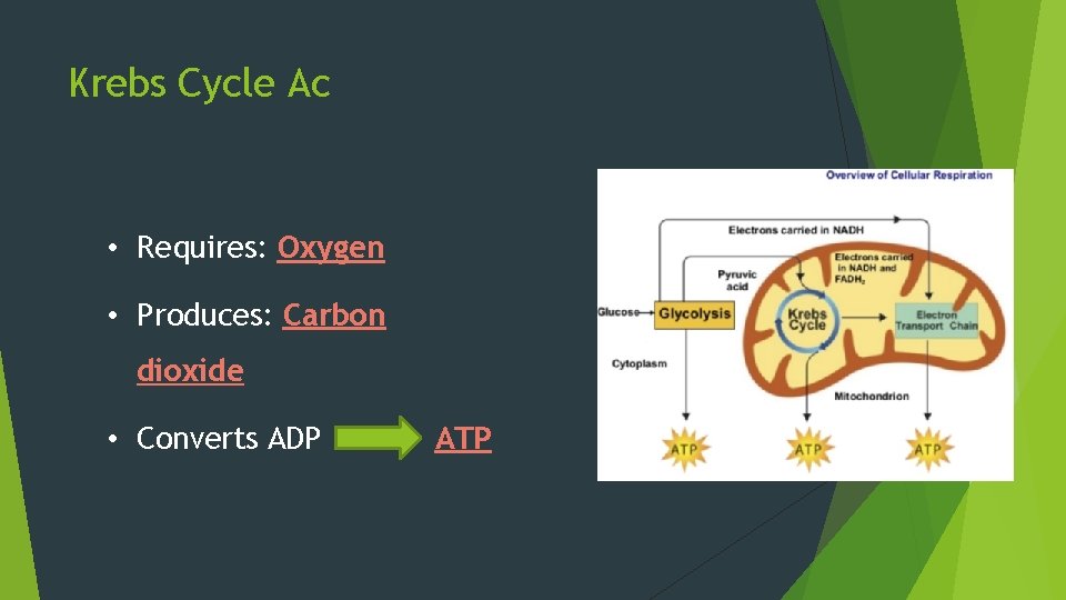 Krebs Cycle Ac • Requires: Oxygen • Produces: Carbon dioxide • Converts ADP ATP