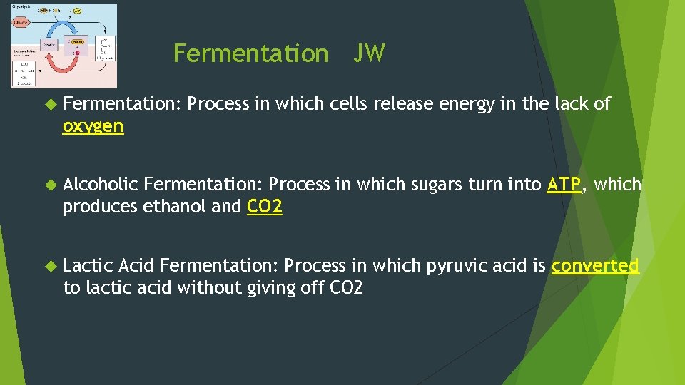 Fermentation JW Fermentation: Process in which cells release energy in the lack of oxygen