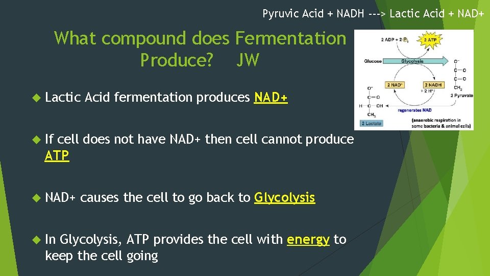 Pyruvic Acid + NADH ---> Lactic Acid + NAD+ What compound does Fermentation Produce?