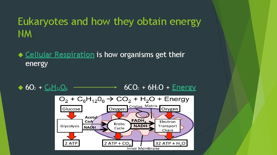 Eukaryotes and how they obtain energy NM Cellular Respiration is how organisms get their