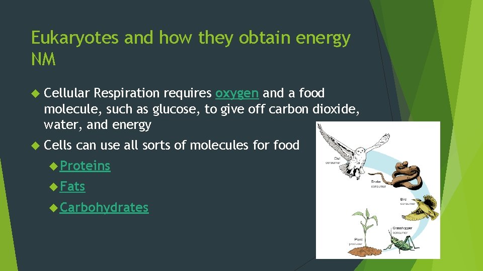 Eukaryotes and how they obtain energy NM Cellular Respiration requires oxygen and a food