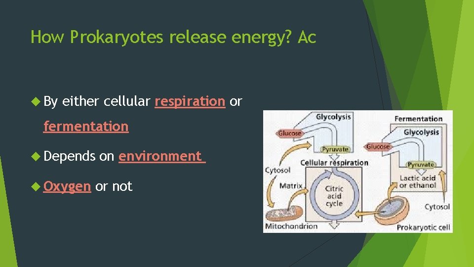 How Prokaryotes release energy? Ac By either cellular respiration or fermentation Depends Oxygen on