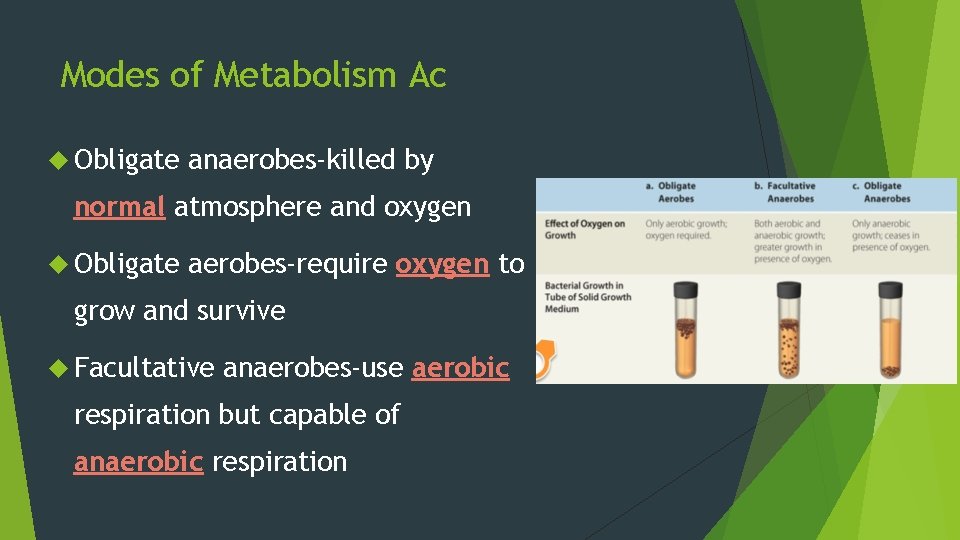 Modes of Metabolism Ac Obligate anaerobes-killed by normal atmosphere and oxygen Obligate aerobes-require oxygen