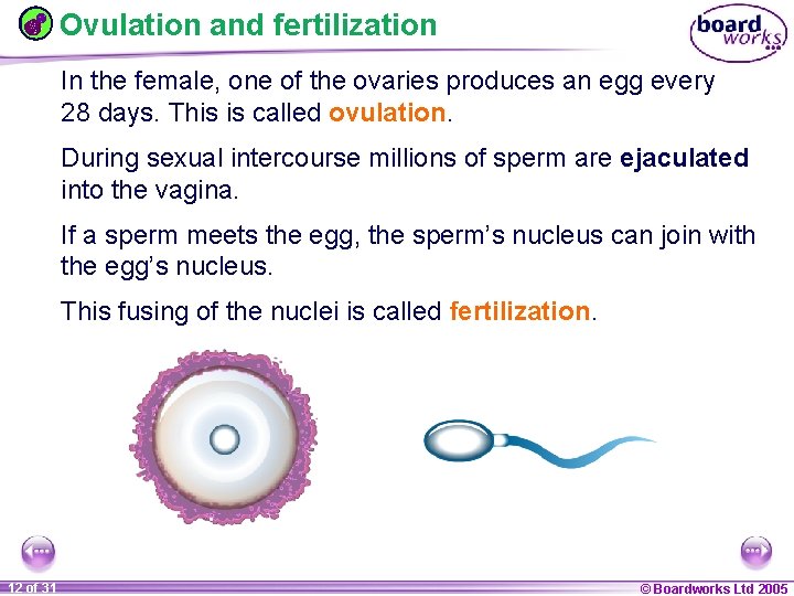 Ovulation and fertilization In the female, one of the ovaries produces an egg every