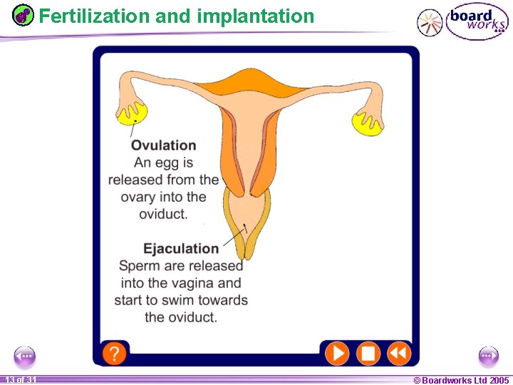 Fertilization and implantation 1 13 ofof 20 31 © Boardworks Ltd 2005 2004 