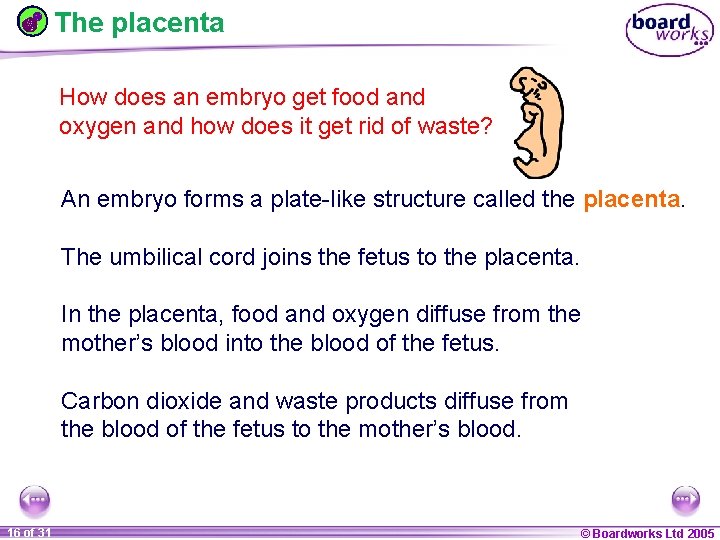 The placenta How does an embryo get food and oxygen and how does it