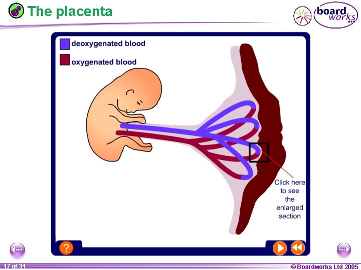 The placenta 1 17 ofof 20 31 © Boardworks Ltd 2005 2004 
