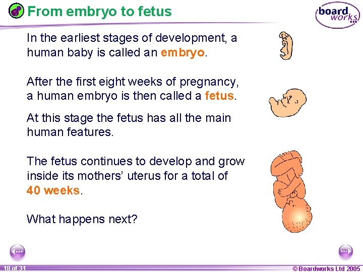 From embryo to fetus In the earliest stages of development, a human baby is