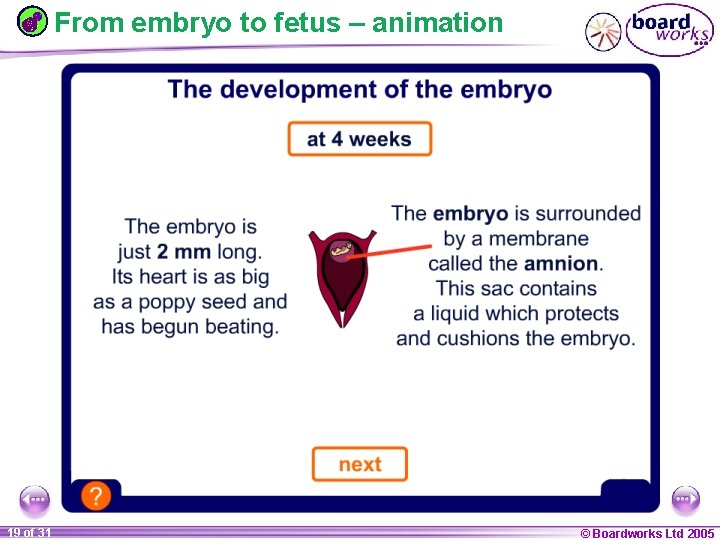 From embryo to fetus – animation 1 19 ofof 20 31 © Boardworks Ltd