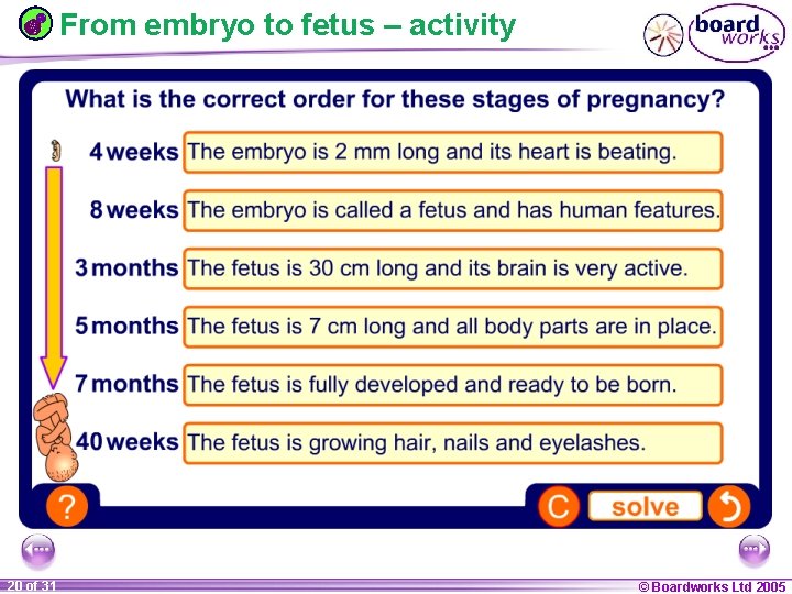 From embryo to fetus – activity 1 20 ofof 20 31 © Boardworks Ltd
