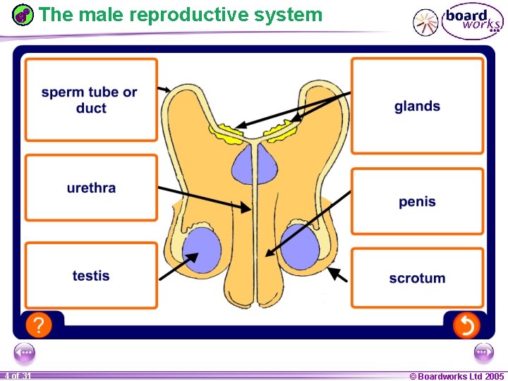 The male reproductive system 1 20 4 of 31 © Boardworks Ltd 2005 2004