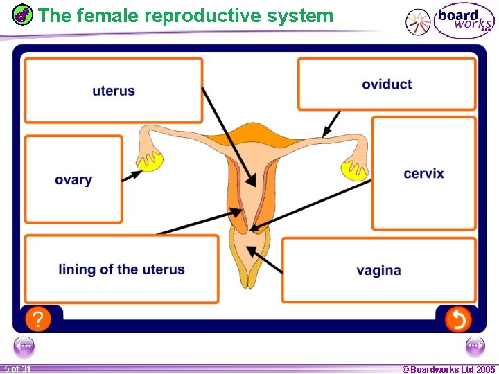 The female reproductive system 1 20 5 of 31 © Boardworks Ltd 2005 2004