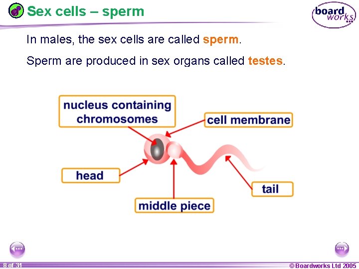 Sex cells – sperm In males, the sex cells are called sperm. Sperm are
