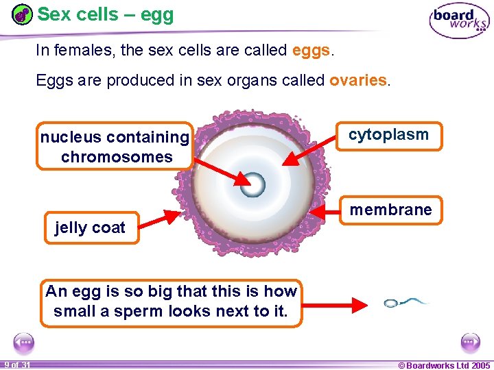 Sex cells – egg In females, the sex cells are called eggs. Eggs are