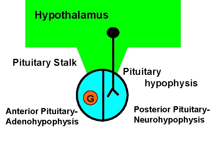 Hypothalamus Pituitary Stalk Pituitary hypophysis G Anterior Pituitary. Adenohypophysis Posterior Pituitary. Neurohypophysis 