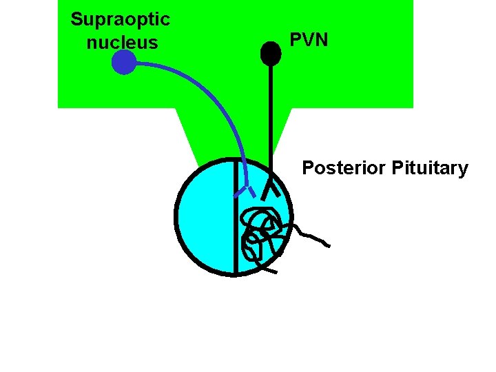 Supraoptic nucleus PVN Posterior Pituitary 