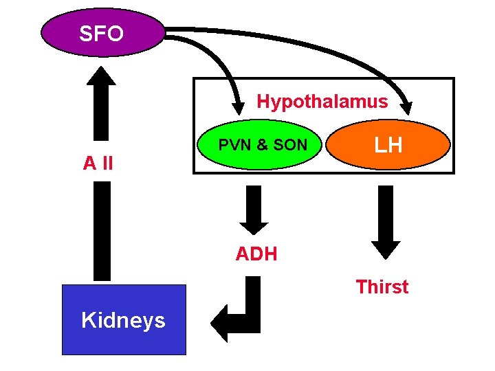 SFO Hypothalamus A II PVN & SON LH ADH Thirst Kidneys 