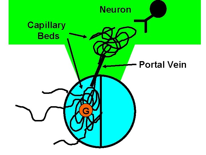 Neuron Capillary Beds Portal Vein G 
