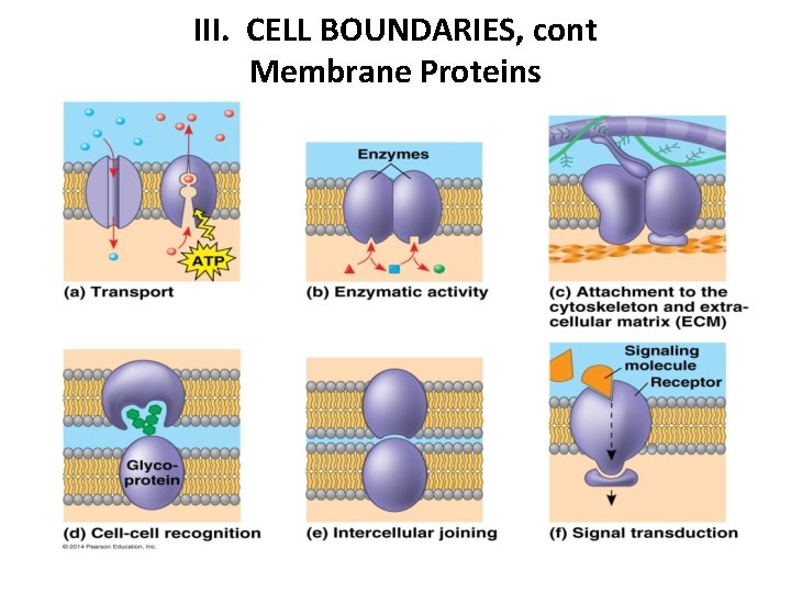 III. CELL BOUNDARIES, cont Membrane Proteins 