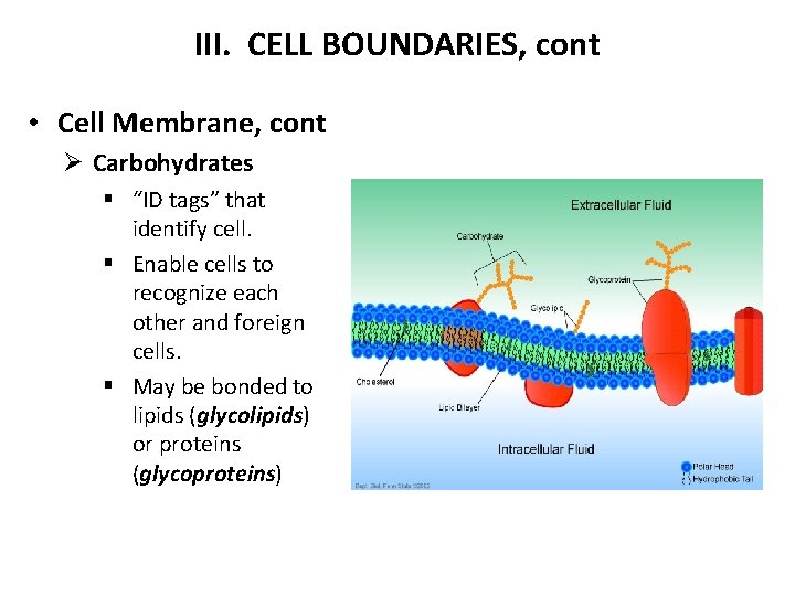 III. CELL BOUNDARIES, cont • Cell Membrane, cont Ø Carbohydrates § “ID tags” that