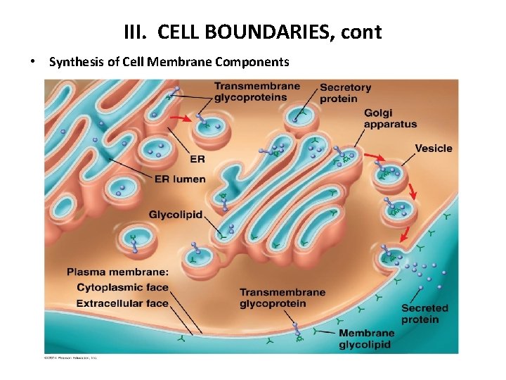 III. CELL BOUNDARIES, cont • Synthesis of Cell Membrane Components 