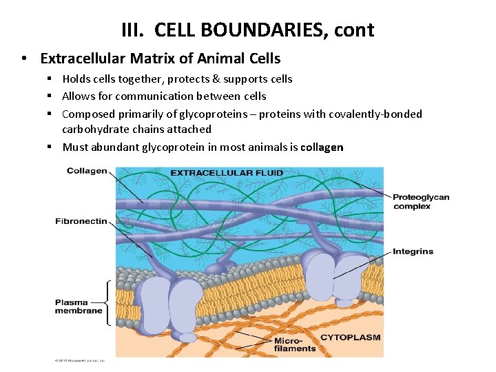III. CELL BOUNDARIES, cont • Extracellular Matrix of Animal Cells § Holds cells together,