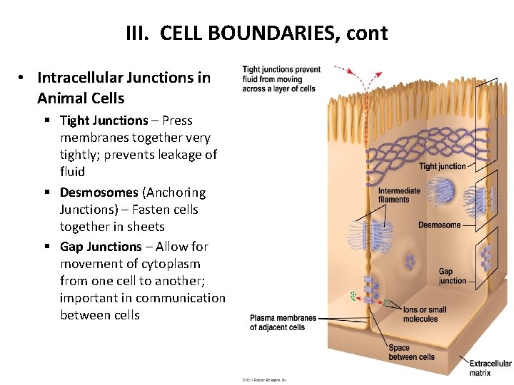 III. CELL BOUNDARIES, cont • Intracellular Junctions in Animal Cells § Tight Junctions –