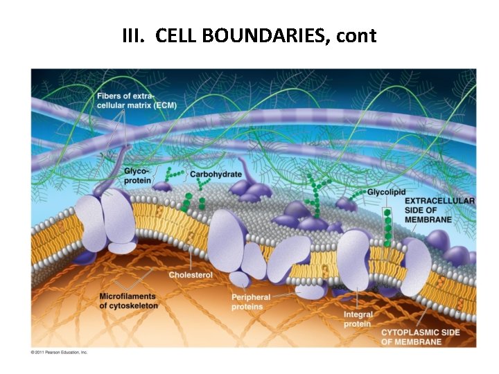 III. CELL BOUNDARIES, cont 