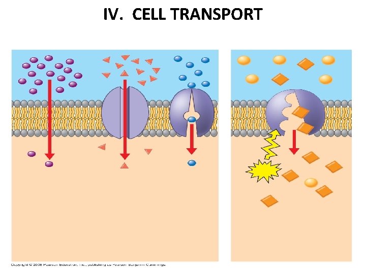 IV. CELL TRANSPORT 