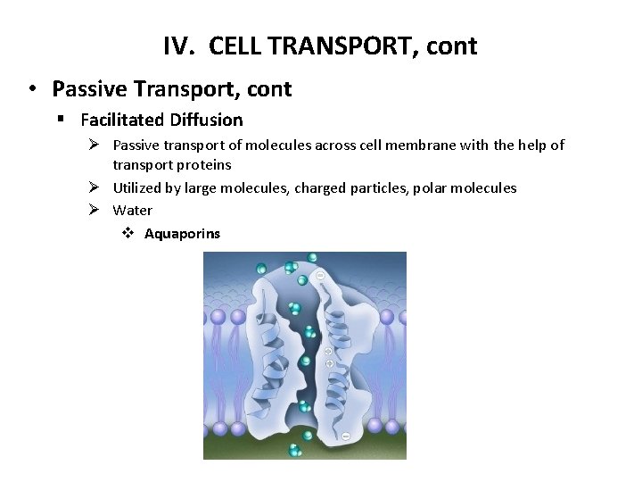 IV. CELL TRANSPORT, cont • Passive Transport, cont § Facilitated Diffusion Ø Passive transport