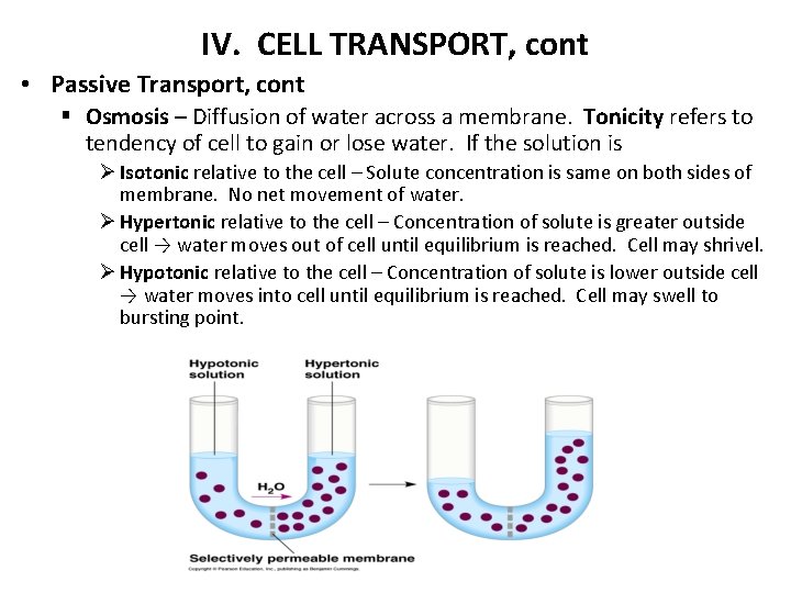 IV. CELL TRANSPORT, cont • Passive Transport, cont § Osmosis – Diffusion of water