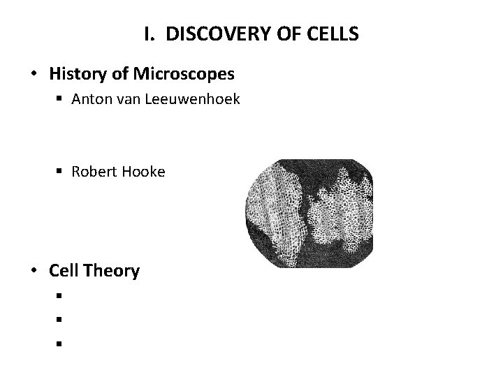 I. DISCOVERY OF CELLS • History of Microscopes § Anton van Leeuwenhoek § Robert