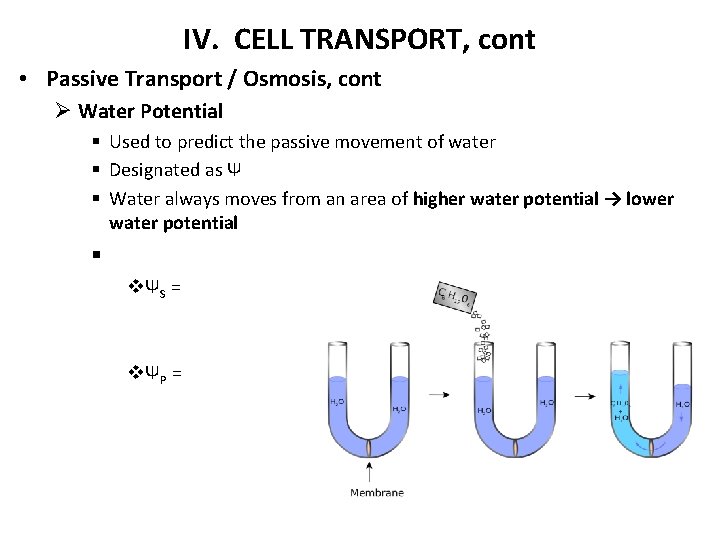 IV. CELL TRANSPORT, cont • Passive Transport / Osmosis, cont Ø Water Potential §