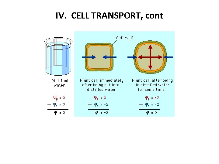 IV. CELL TRANSPORT, cont 