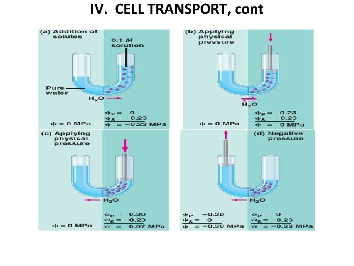 IV. CELL TRANSPORT, cont 