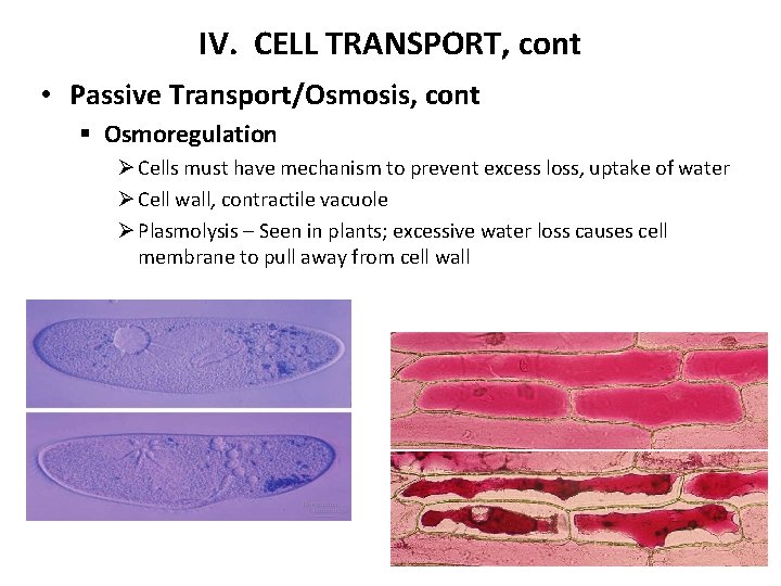 IV. CELL TRANSPORT, cont • Passive Transport/Osmosis, cont § Osmoregulation Ø Cells must have