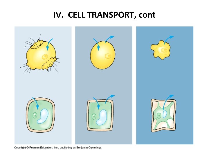 IV. CELL TRANSPORT, cont 