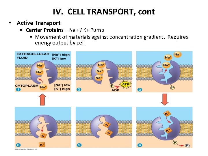 IV. CELL TRANSPORT, cont • Active Transport § Carrier Proteins – Na+ / K+