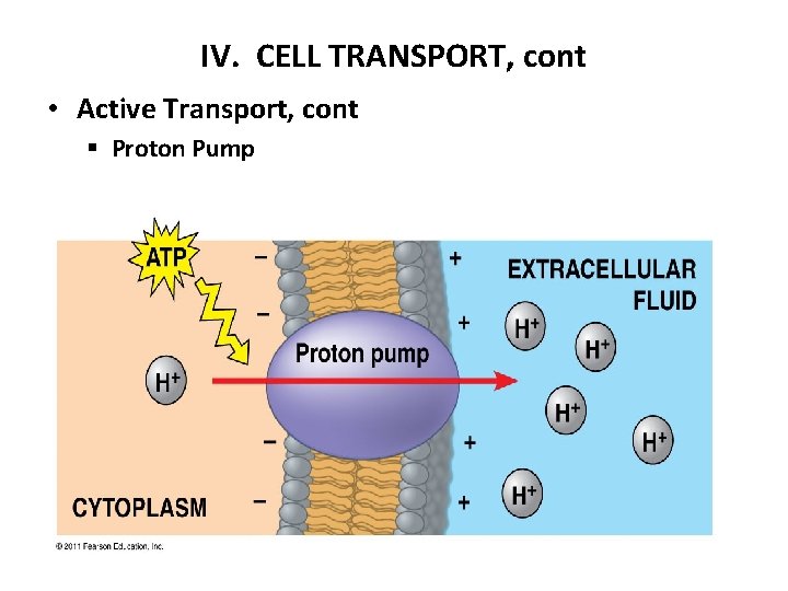 IV. CELL TRANSPORT, cont • Active Transport, cont § Proton Pump 