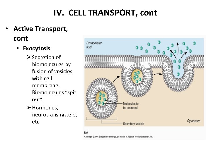 IV. CELL TRANSPORT, cont • Active Transport, cont § Exocytosis Ø Secretion of biomolecules